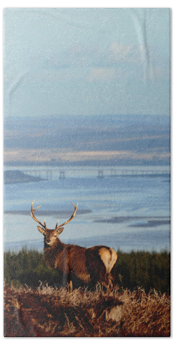 Stag Beach Towel featuring the photograph Stag Overlooking the Beauly Firth and Inverness #2 by Gavin Macrae