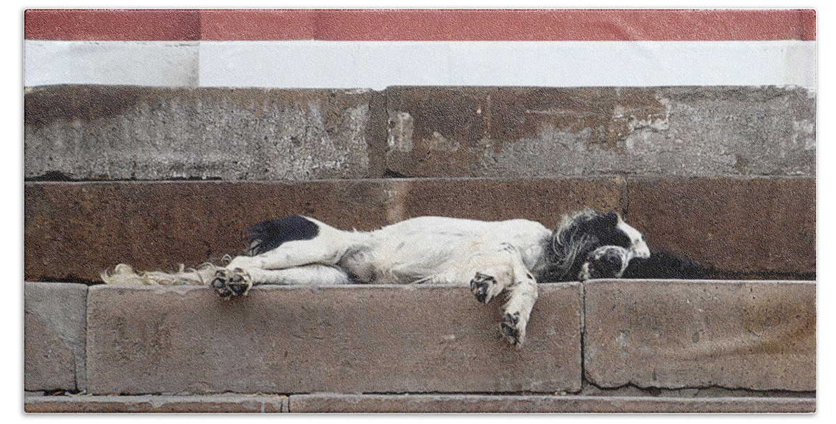 Karen Zuk Rosenblatt Art And Photography Beach Towel featuring the photograph Street Dog Sleeping on Steps by Karen Zuk Rosenblatt