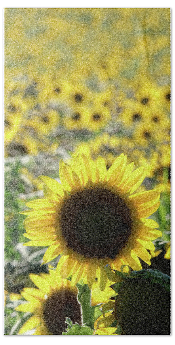 Sunflower Beach Sheet featuring the photograph Sunflowers Mattituck New York #2 by Bob Savage
