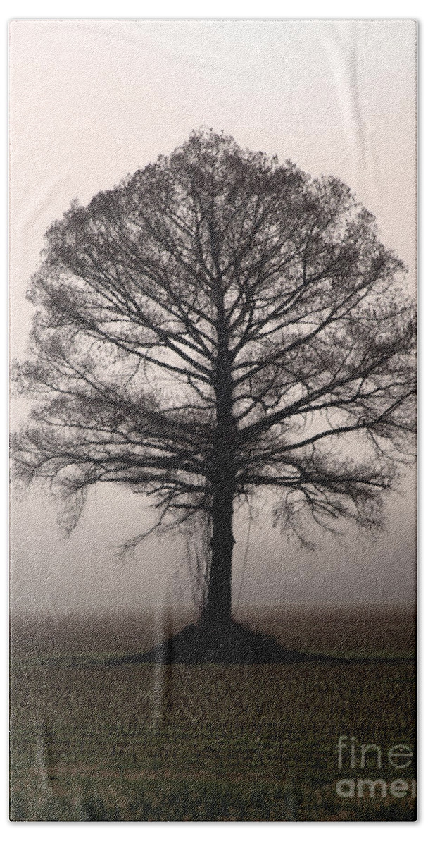 Trees Beach Towel featuring the photograph The Tree #2 by Amanda Barcon