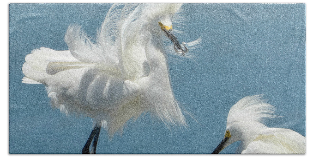 Snowy White Egrets Beach Towel featuring the photograph Triumphant #2 by Fraida Gutovich