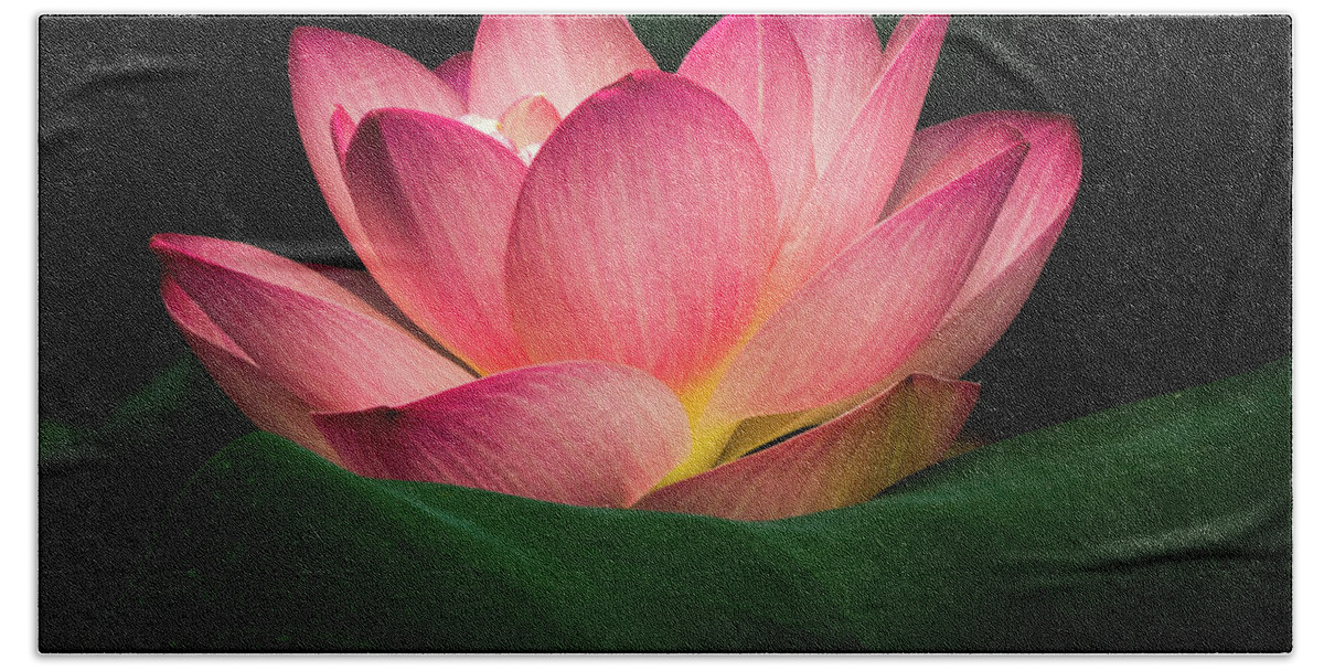Jay Stockhaus Beach Sheet featuring the photograph Water Lily #4 by Jay Stockhaus