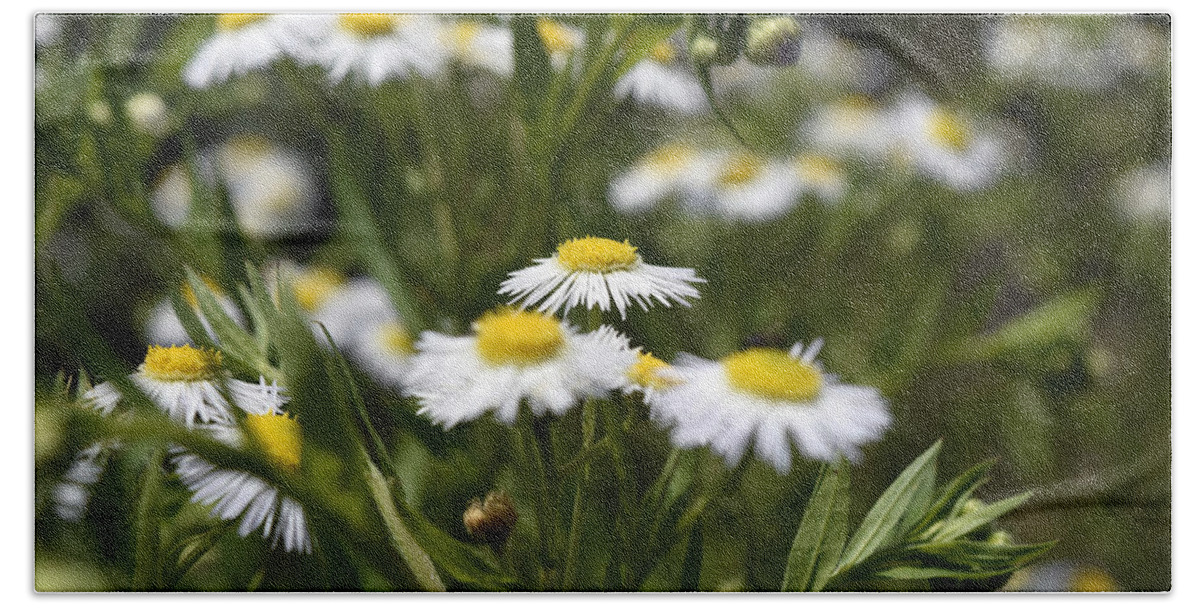 Floral Beach Towel featuring the photograph White flowers #2 by Sumit Mehndiratta