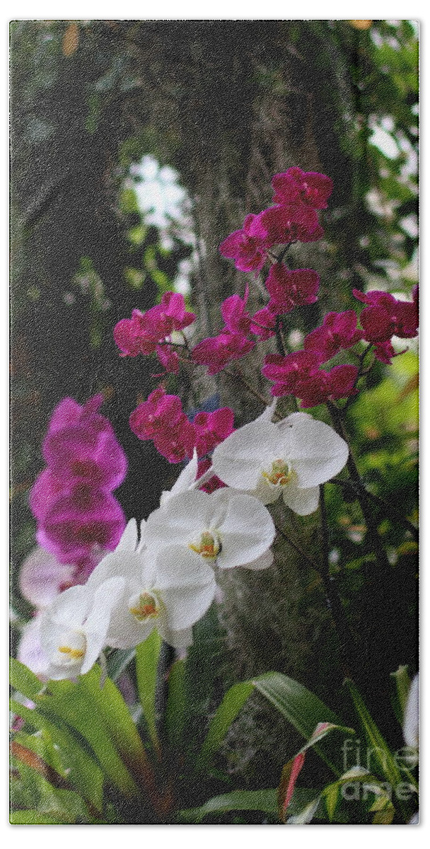  Beach Towel featuring the photograph White Phalaenopsis Orchids #2 by Angela Rath