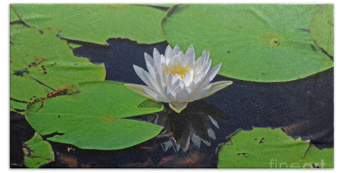 White Water Lily Beach Towel featuring the photograph 2- White Water Lily by Joseph Keane