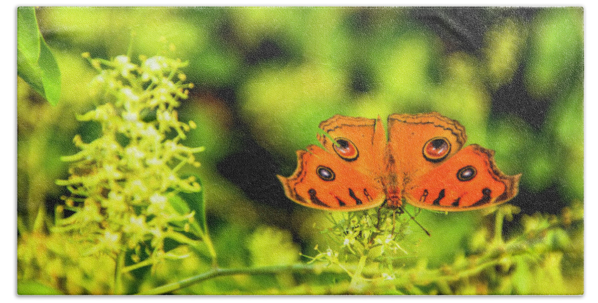 Spring Beach Towel featuring the photograph Butterfly and flower closeup #20 by Carl Ning