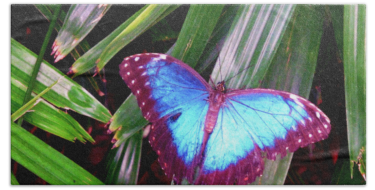 Butterfly Beach Towel featuring the photograph Blue Butterfly by Kathy Corday