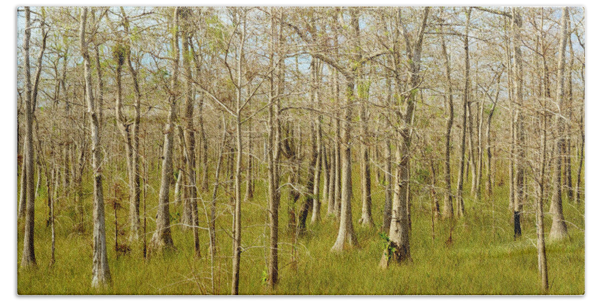Big Cypress National Preserve Beach Towel featuring the photograph Florida Everglades by Raul Rodriguez