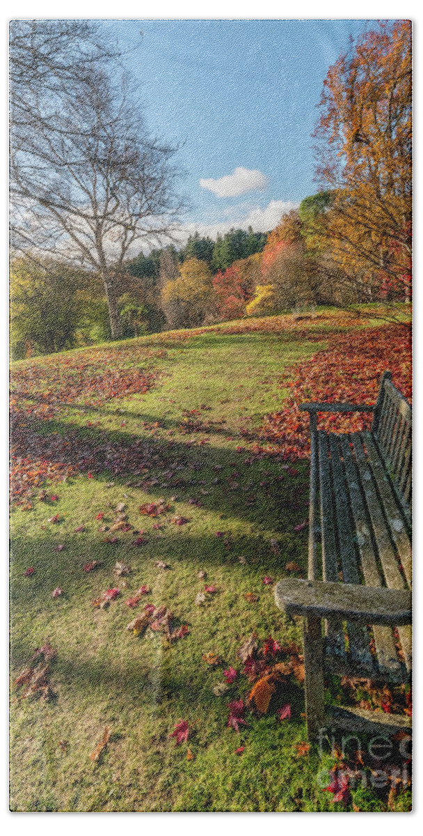Autumn Beach Towel featuring the photograph Autumn Leaves #3 by Adrian Evans
