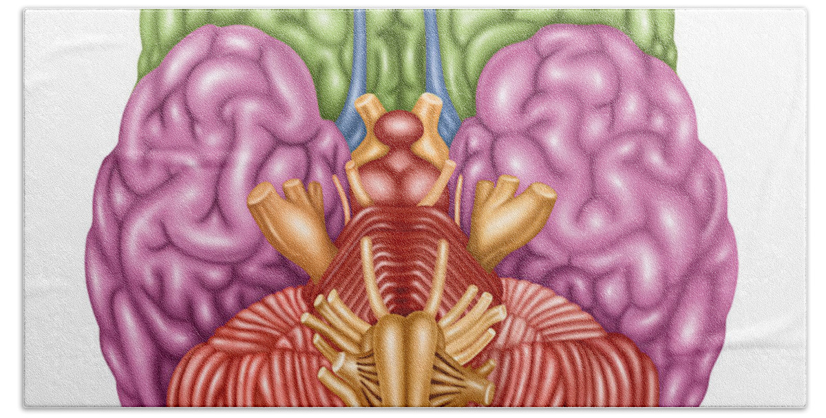 Brain Anatomy Inferior View Beach Towel