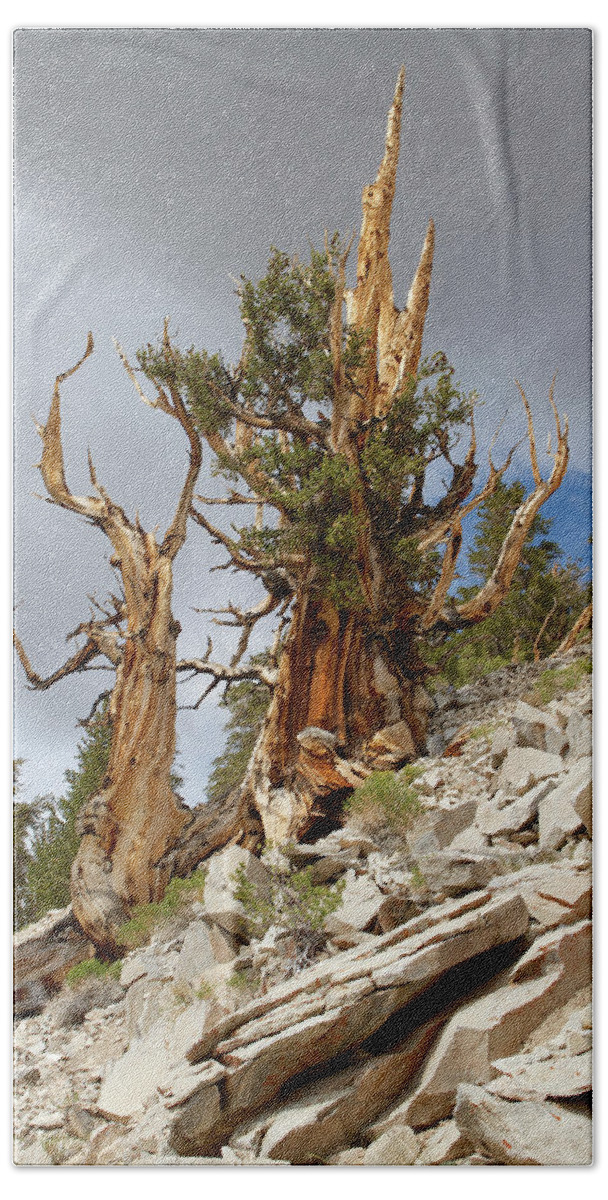Bristlecone Pine Beach Sheet featuring the photograph Bristlecone Pine tree 2 by Duncan Selby