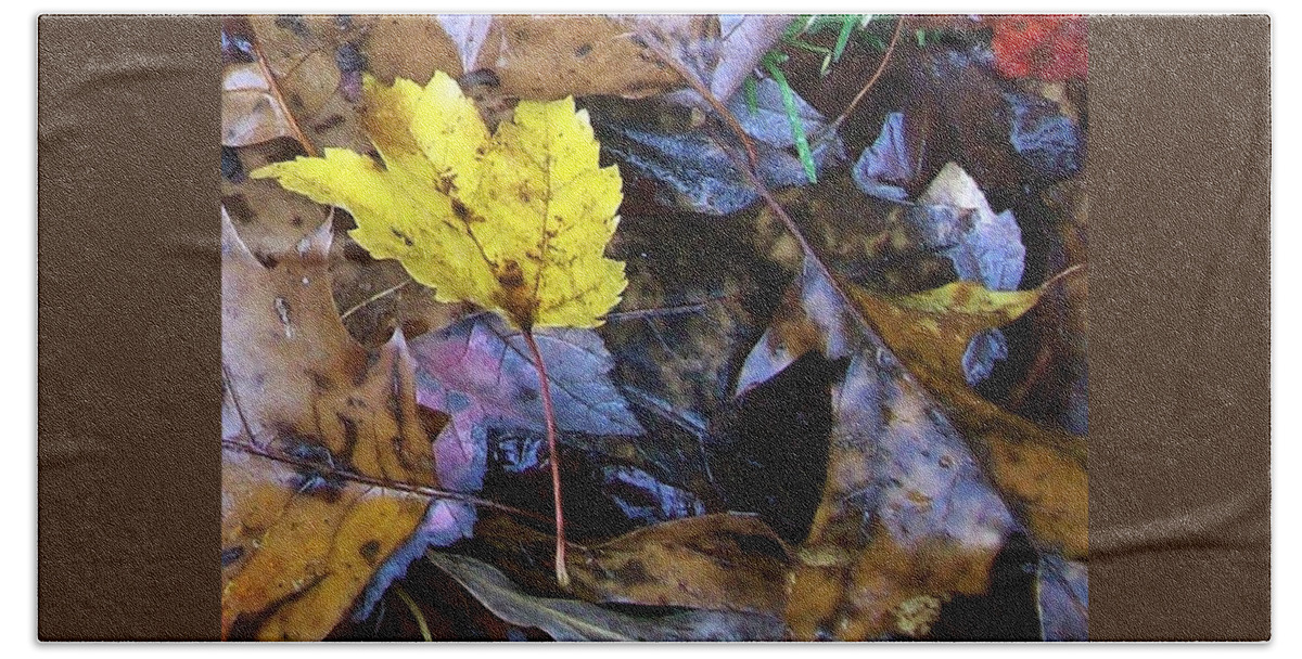 Fall Color Leaf Beach Towel featuring the photograph Colors Of The Fall #3 by Wolfgang Schweizer
