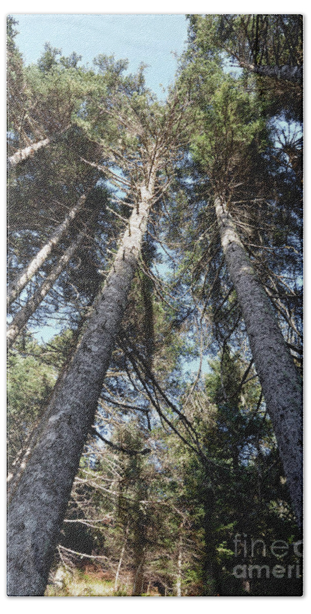 Autumn Beach Towel featuring the photograph Fir trees forest #2 by George Atsametakis