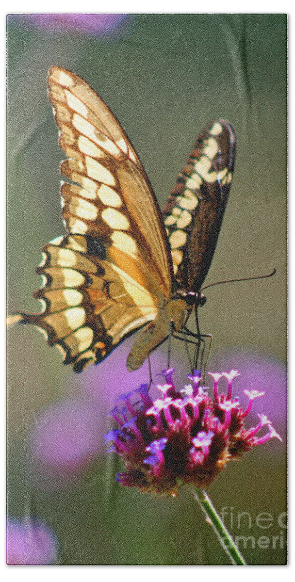Giant Beach Towel featuring the photograph Giant Swallowtail Butterfly #4 by Karen Adams