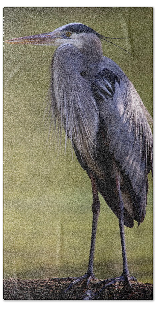 Great Blue Heron Beach Towel featuring the photograph Great Blue Heron #3 by Bruce J Robinson