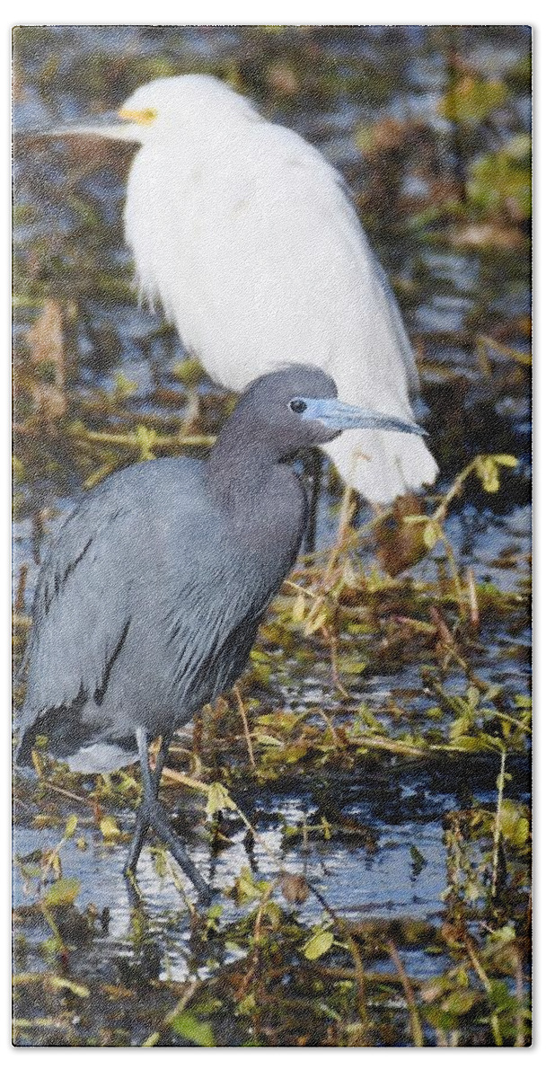 Blue Heron Beach Towel featuring the photograph Little Blue Heron #3 by David Campione