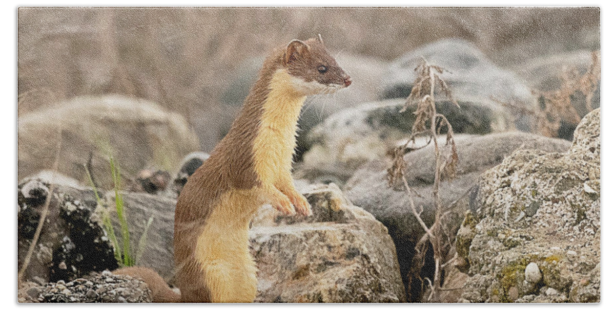 Mammal Beach Towel featuring the photograph Long Tailed Weasel #15 by Dennis Hammer