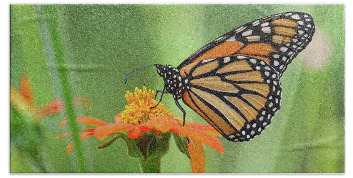 Butterfly Beach Sheet featuring the photograph Monarch #6 by Ronda Ryan