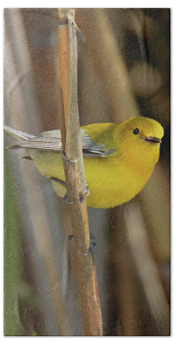 Bird Beach Towel featuring the photograph Prothonotary Warbler #3 by Alan Lenk