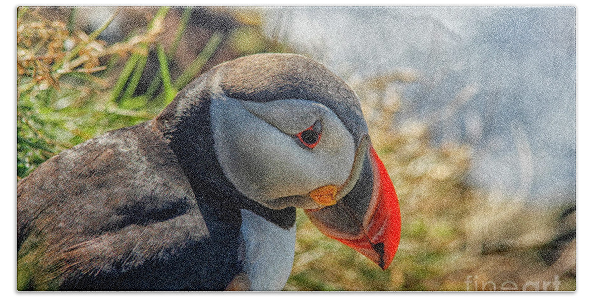 Atlantic Beach Towel featuring the photograph Puffin by Patricia Hofmeester