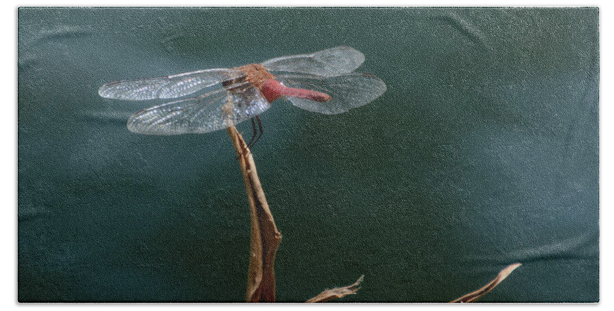 Flame Skimmer Dragonfly Beach Sheet featuring the photograph Serenity #3 by Fraida Gutovich