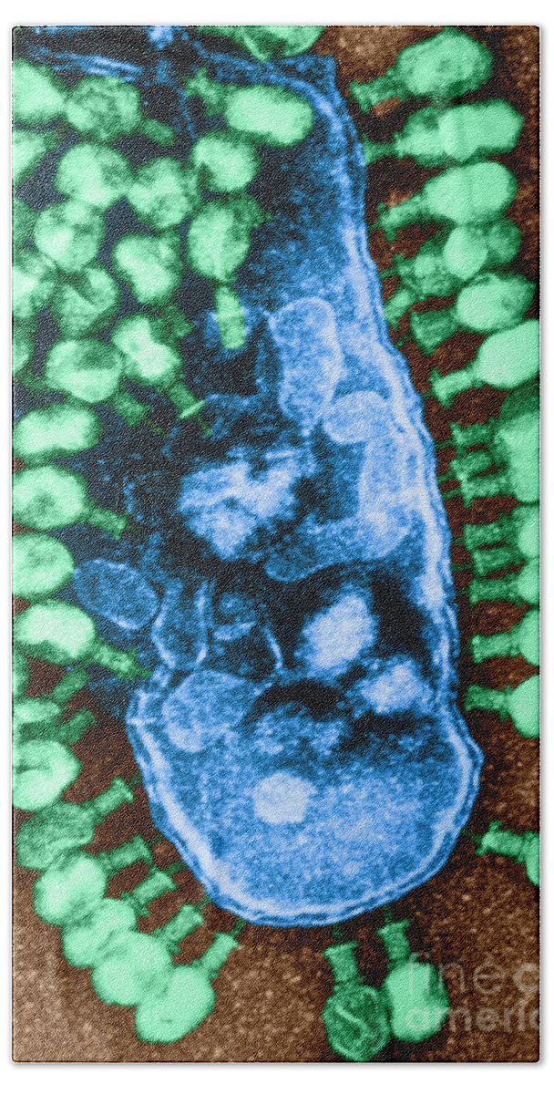 Micrograph Beach Towel featuring the photograph Tem Of Bacteriophages #3 by Lee D. Simon