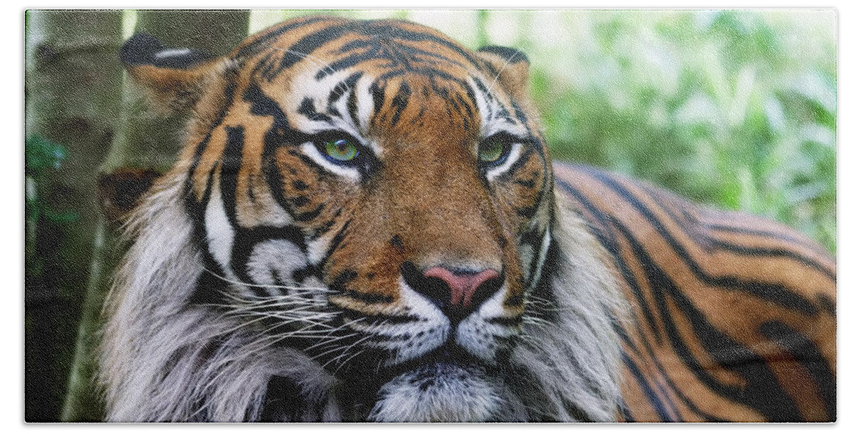 Tiger Beach Towel featuring the photograph Tiger #3 by Mariel Mcmeeking