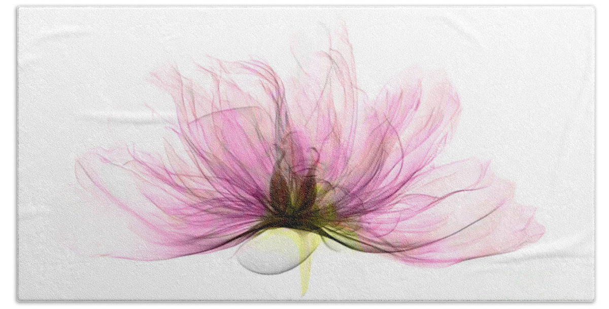 Xray Beach Towel featuring the photograph X-ray Of Peony Flower by Ted Kinsman