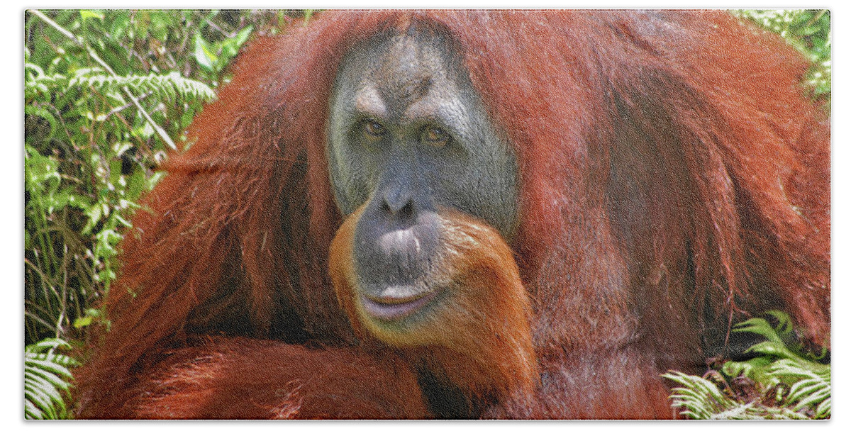 Bonnie Beach Towel featuring the photograph 31- Orangutan by Joseph Keane