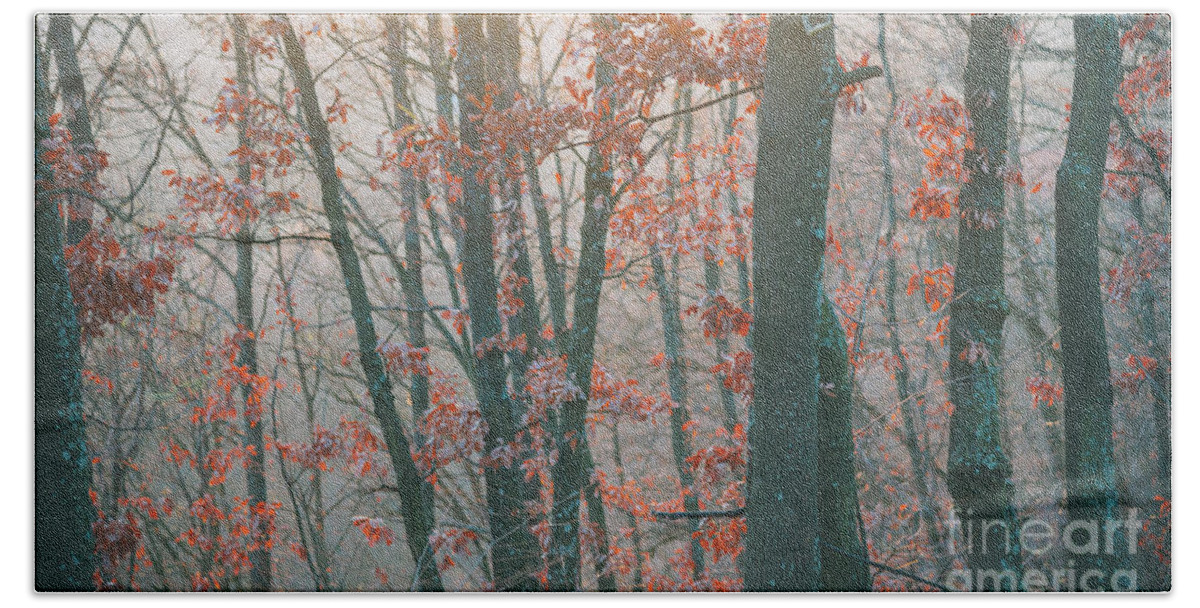 Landscape Beach Sheet featuring the photograph Autumn forest #4 by Jelena Jovanovic