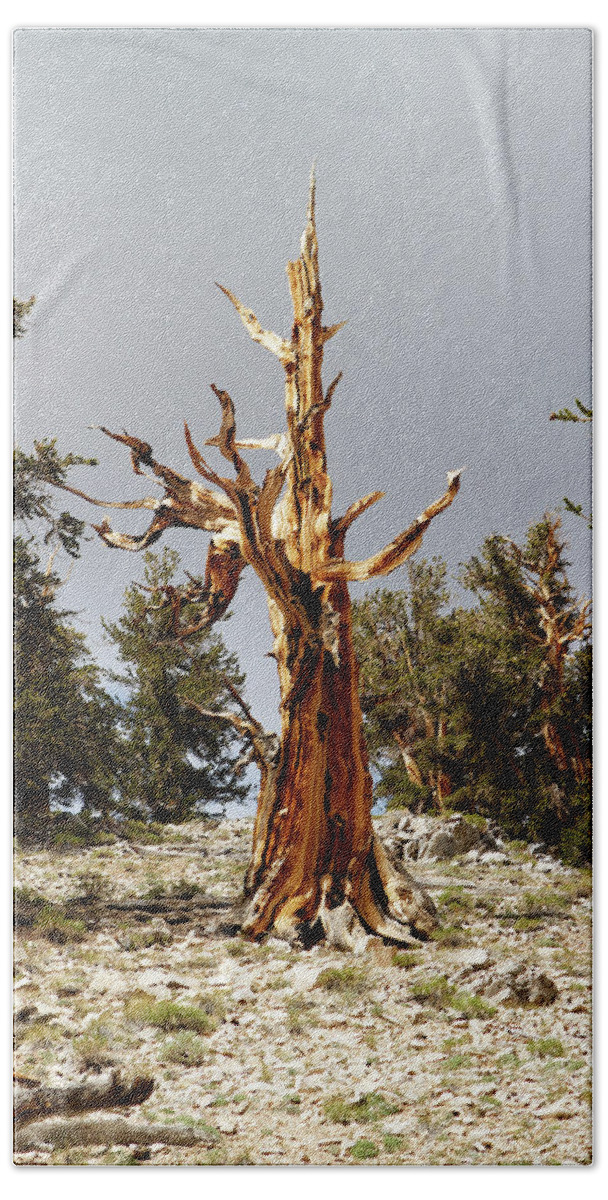 Bristlecone Pine Beach Sheet featuring the photograph Bristlecone pine tree 1 by Duncan Selby