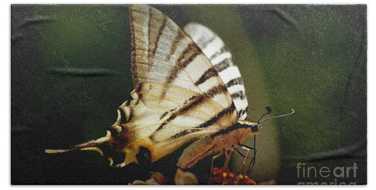 Butterfly Beach Towel featuring the photograph Butterfly #4 by Sylvie Leandre
