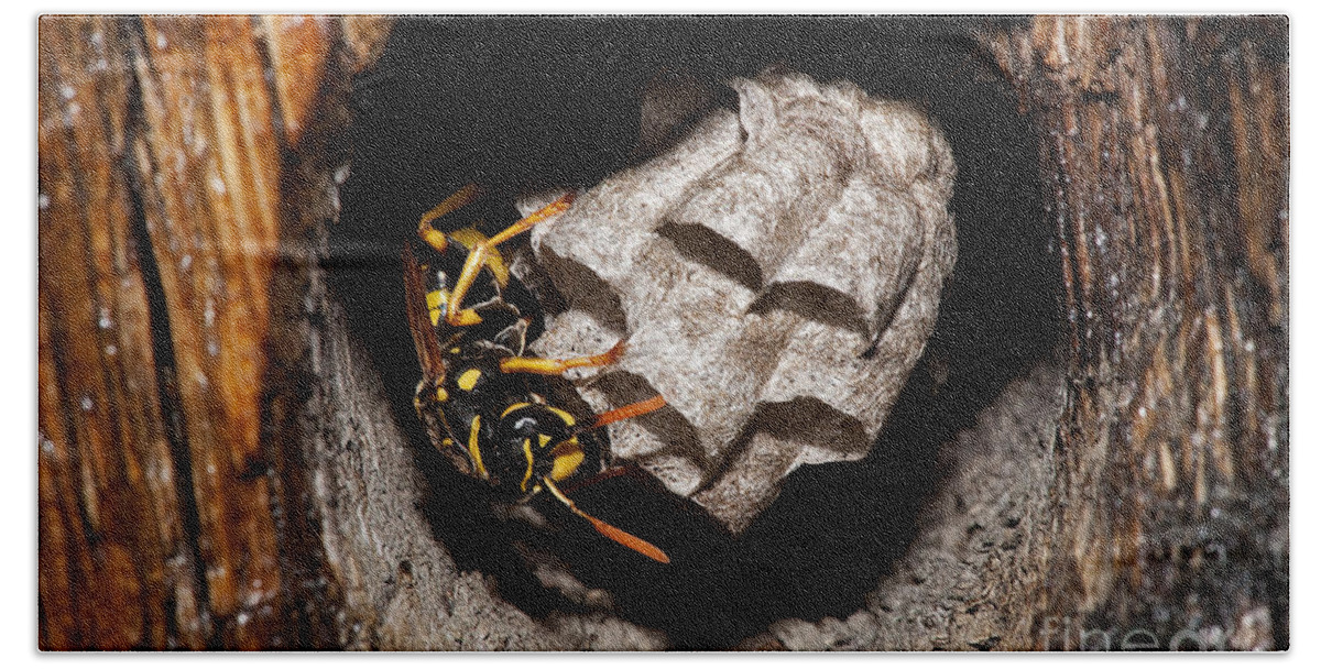 Adult Beach Towel featuring the photograph Common Wasp Vespula Vulgaris #4 by Gerard Lacz