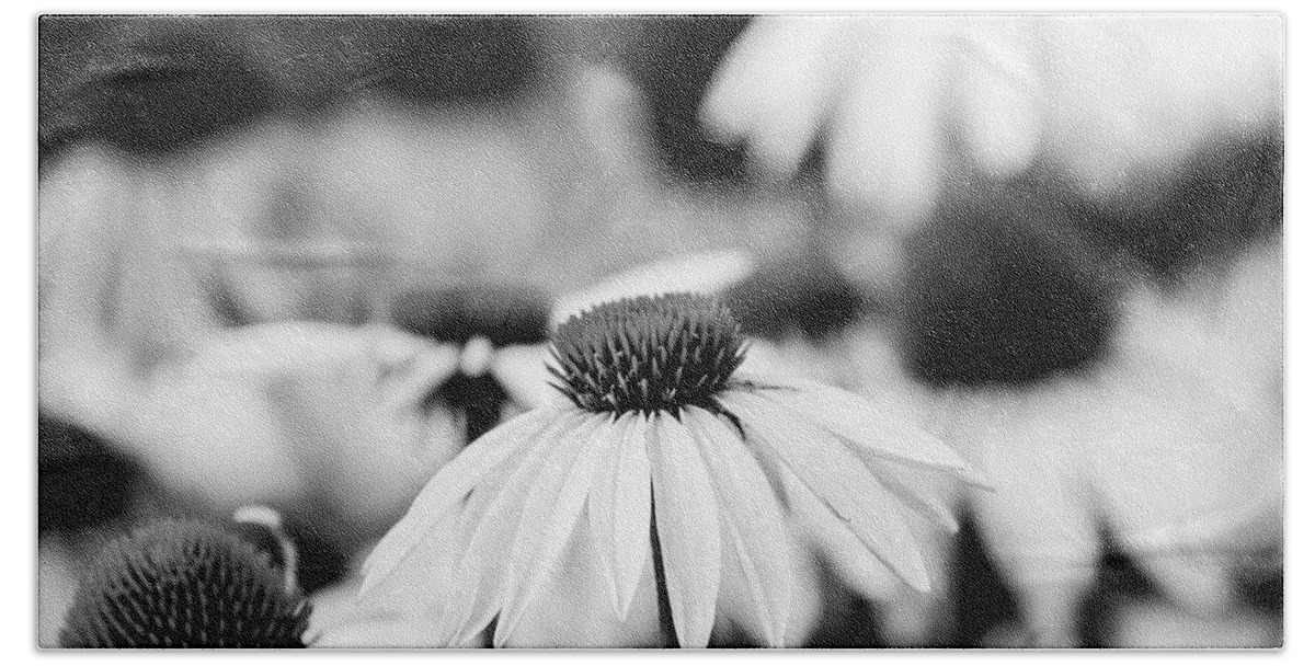 Blooming Flowers Beach Sheet featuring the photograph Cone Flowers #4 by Bryan Pollard