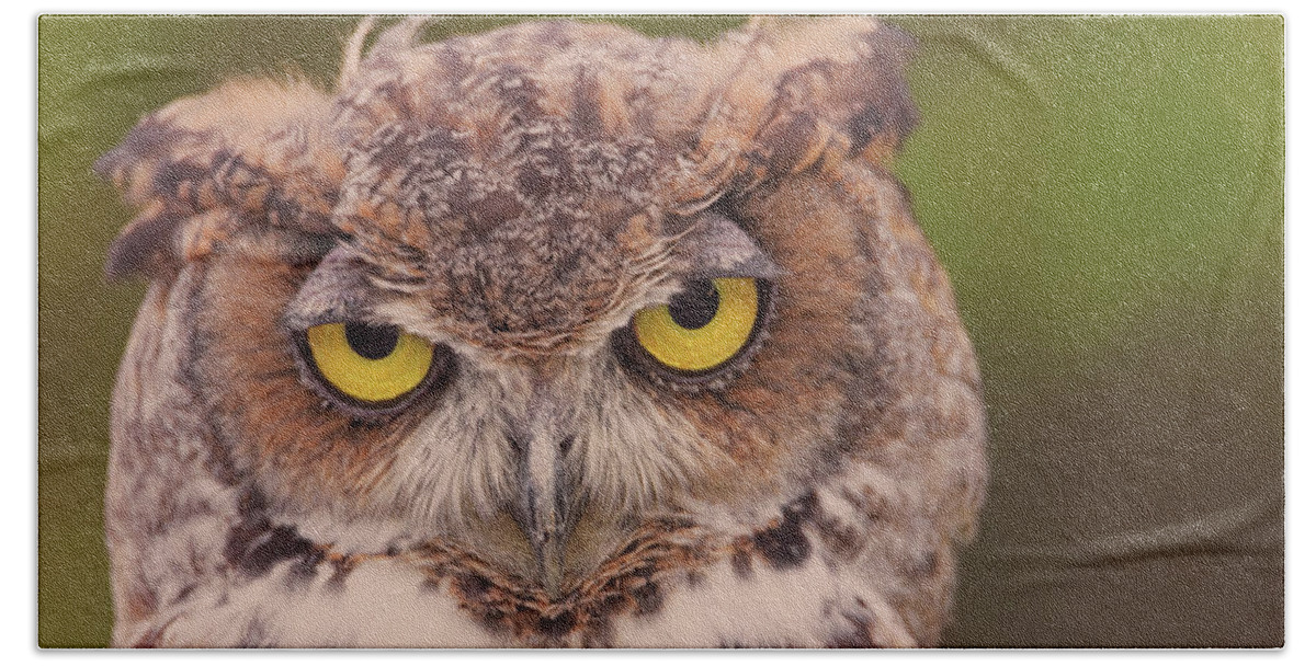 Animal Beach Towel featuring the photograph Great Horned Owl #4 by Brian Cross