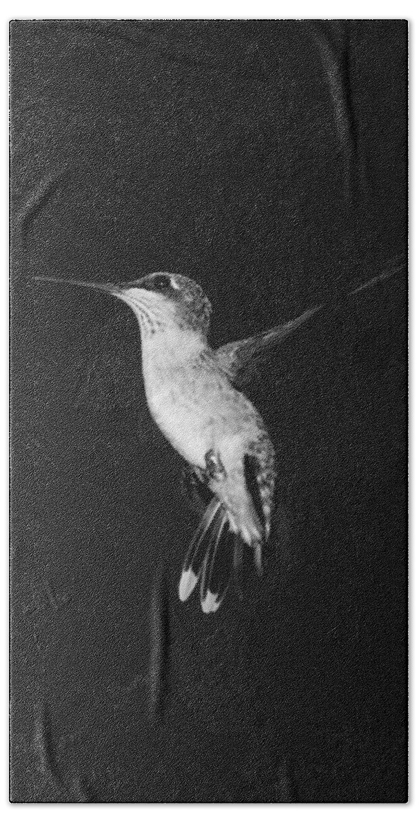 Hummingbird Beach Towel featuring the photograph Hummingbird #4 by Holden The Moment