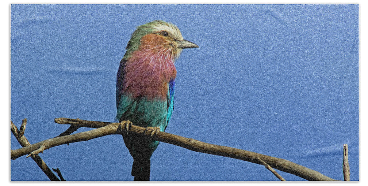 Botswana Beach Towel featuring the photograph Lilac Breasted Roller #4 by Tony Murtagh