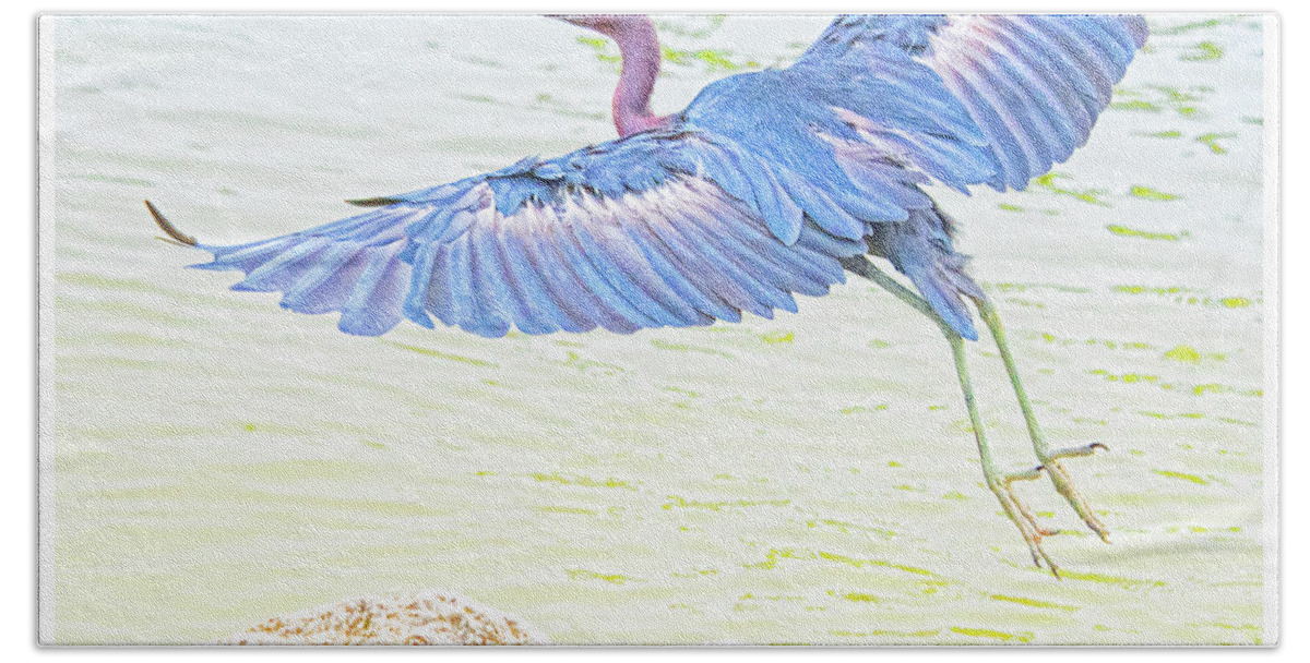 Little Blue Heron Beach Towel featuring the photograph Little Blue Heron in Flight #4 by A Macarthur Gurmankin