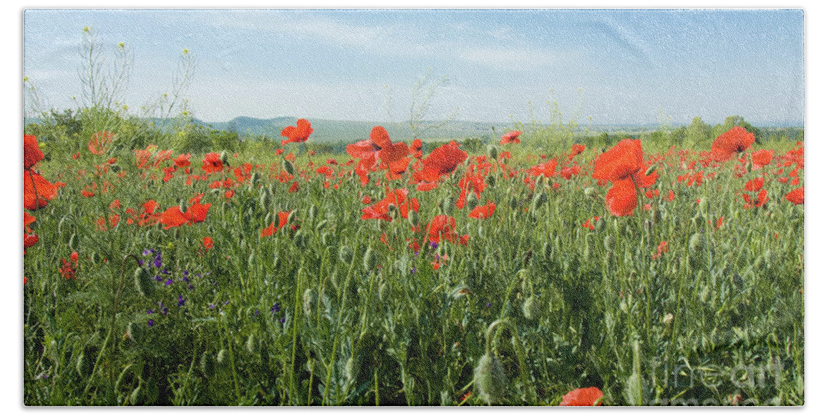 Poppy Beach Towel featuring the photograph Meadow with red poppies #4 by Irina Afonskaya