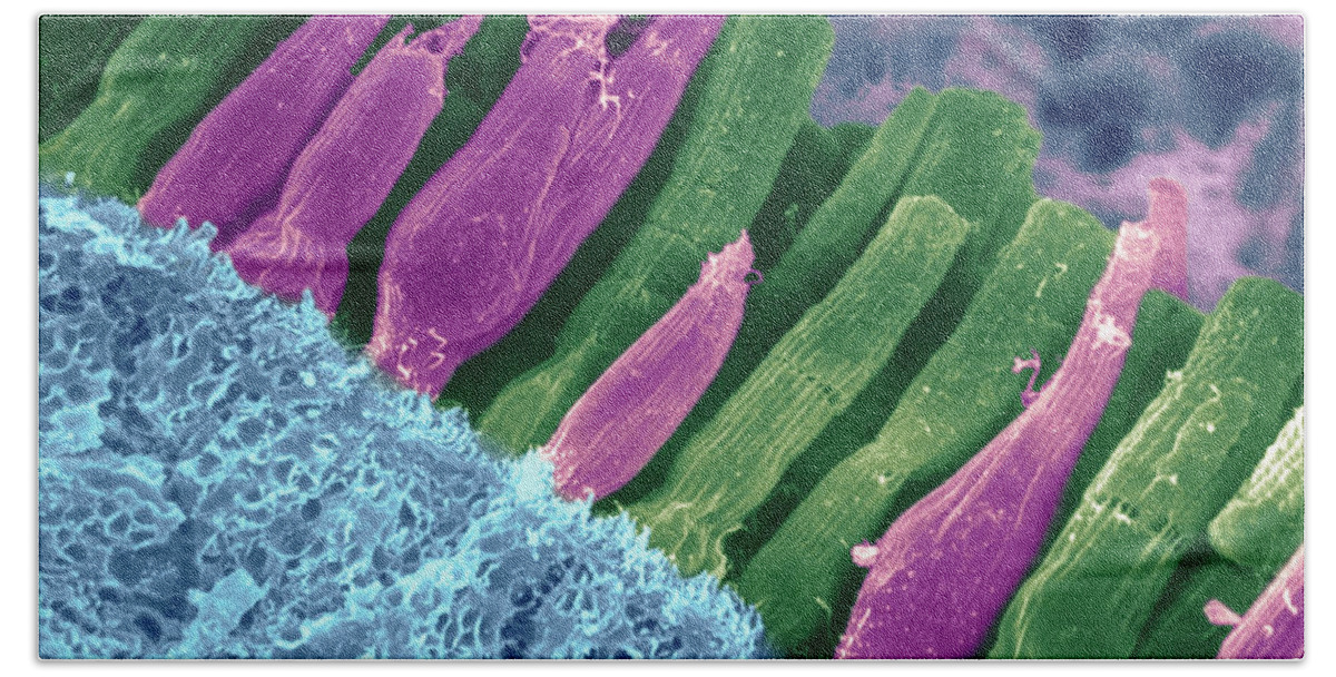 Scanning Electron Micrograph Beach Towel featuring the photograph Rods And Cones In Retina by Omikron