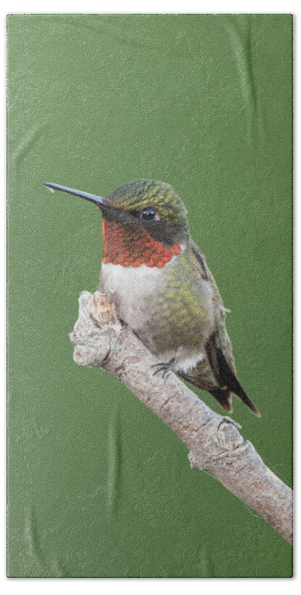 Hummingbird Beach Sheet featuring the photograph Ruby-throated Hummingbird #4 by Jim Zablotny
