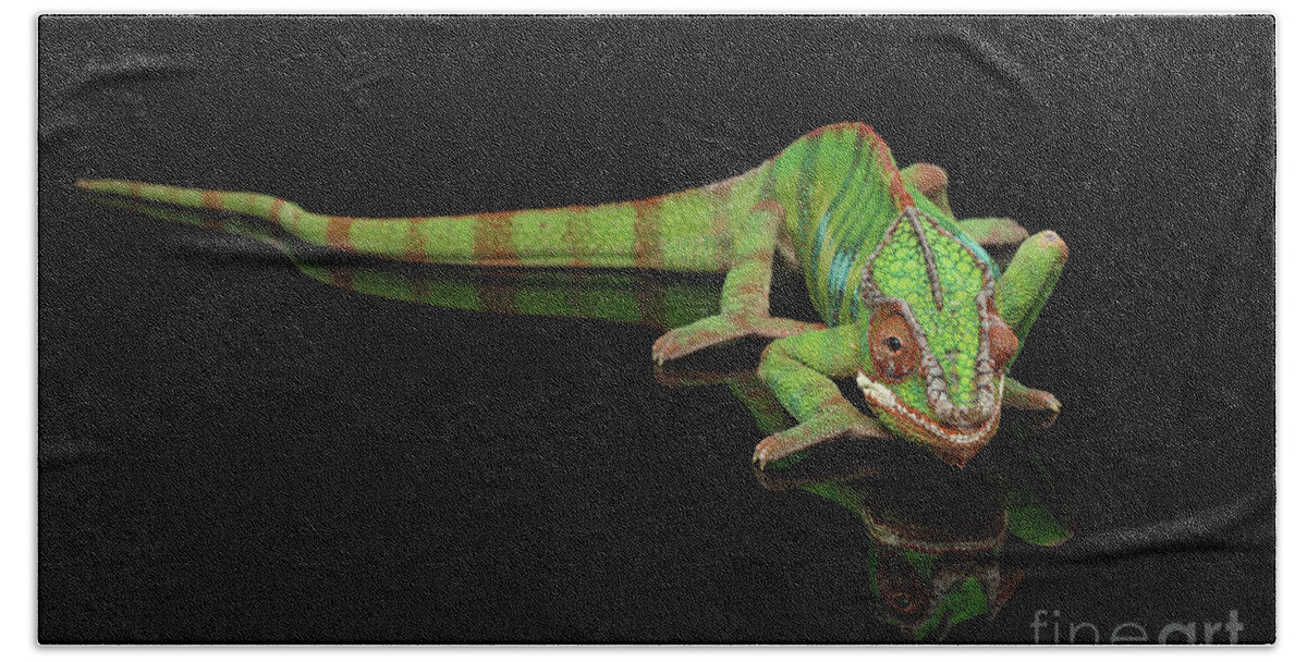 Chameleon Beach Towel featuring the photograph Sneaking Panther Chameleon, reptile with colorful body on Black Mirror, Isolated Background by Sergey Taran