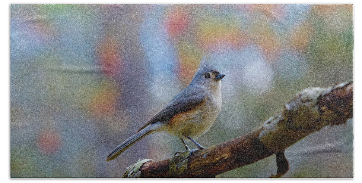 Tufted Titmouse Beach Towel featuring the photograph Tufted Titmouse #4 by Robert L Jackson