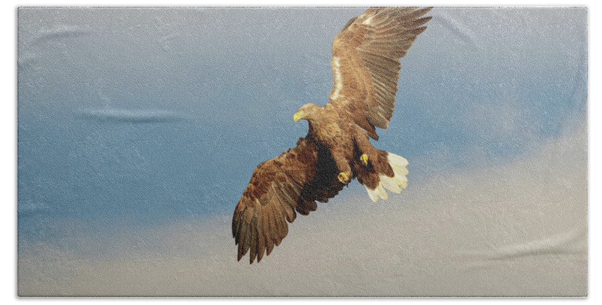 Animal Beach Towel featuring the photograph White-tailed Eagle #4 by Andy Astbury