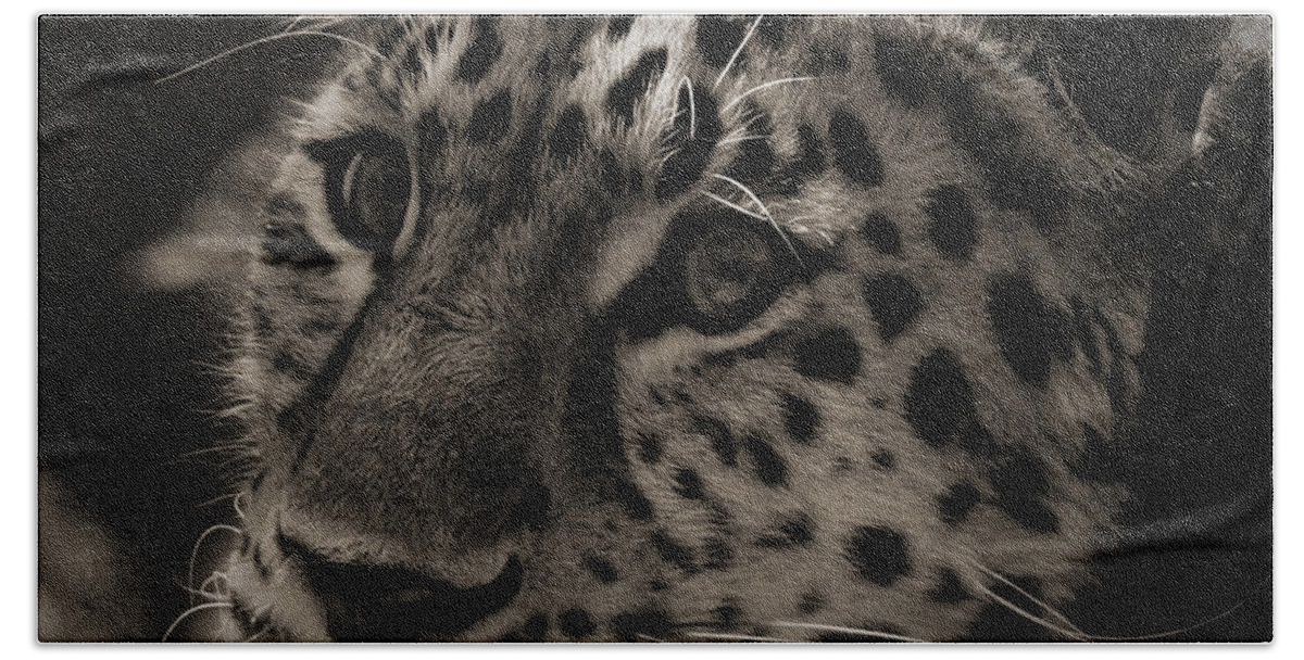 Amur Beach Towel featuring the photograph Amur Leopard #5 by Martin Newman