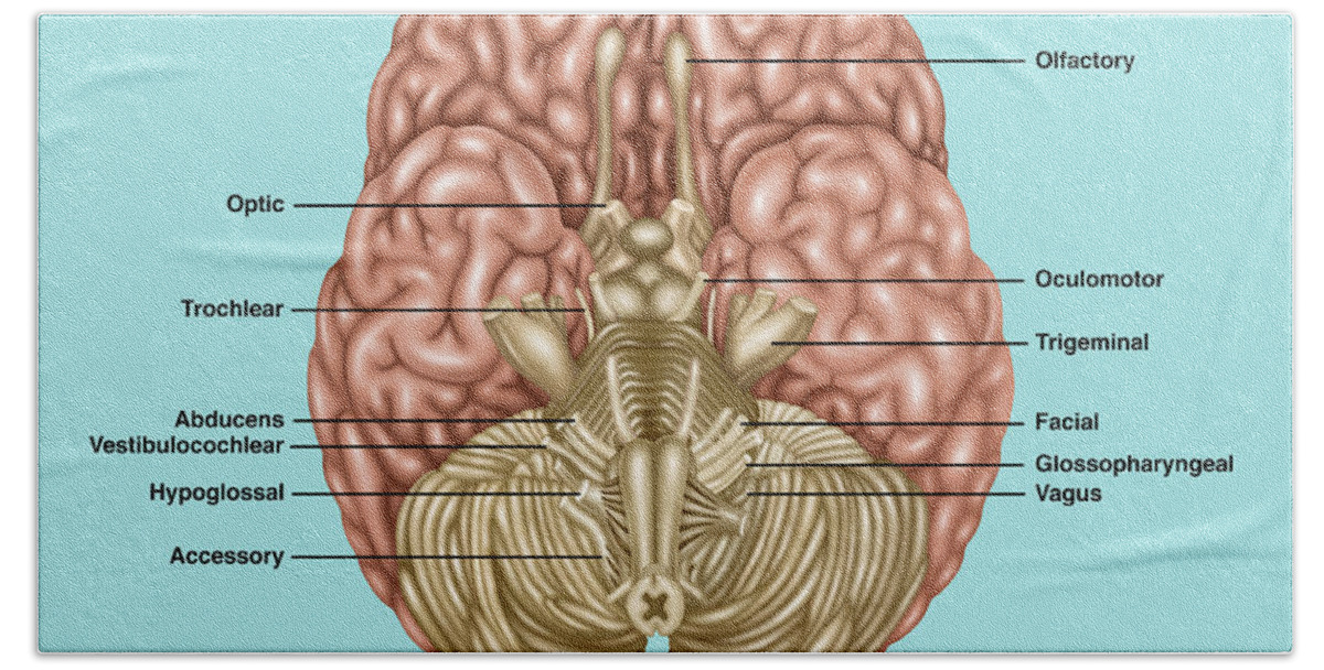 Brain Anatomy Inferior View Beach Sheet