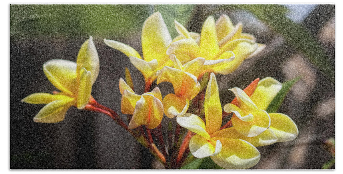 Flower Beach Sheet featuring the photograph Plumeria Frangipani Hawaiian Flower #5 by Rich Franco