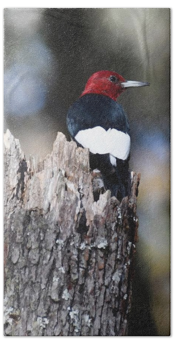 Red-headed Woodpecker Beach Towel featuring the photograph Red-headed Woodpecker #5 by David Campione