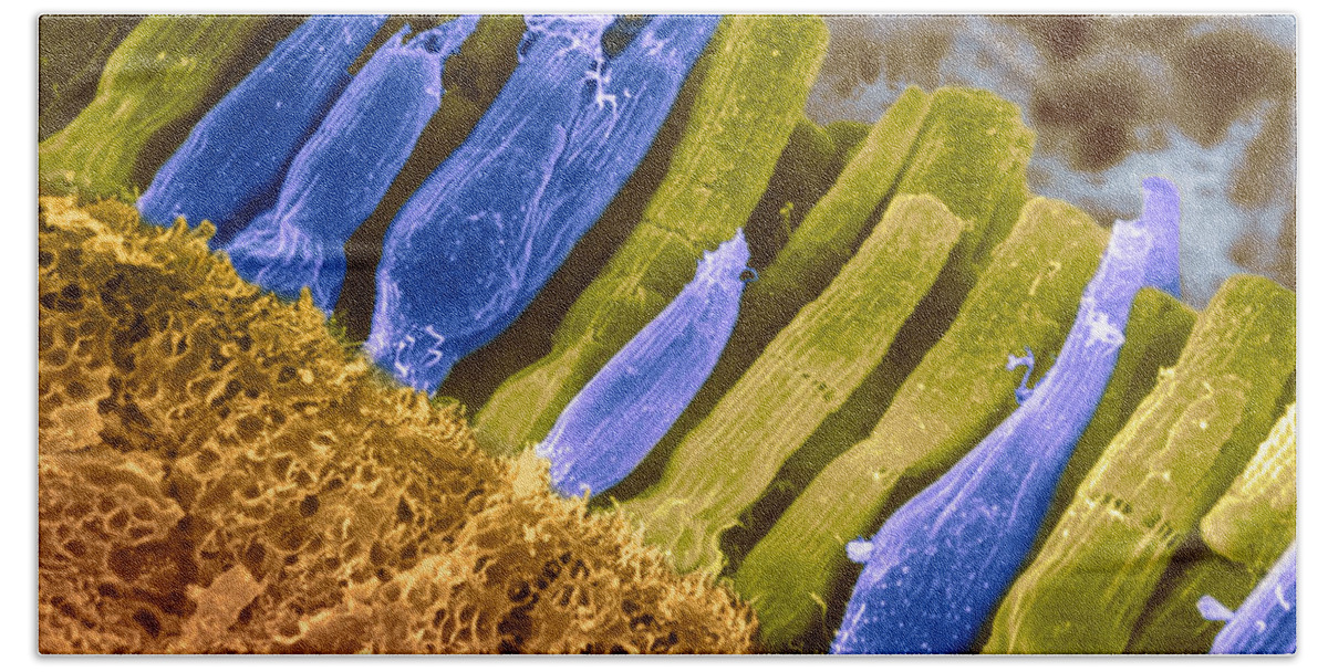 Scanning Electron Micrograph Beach Towel featuring the photograph Rods And Cones In Retina #5 by Omikron