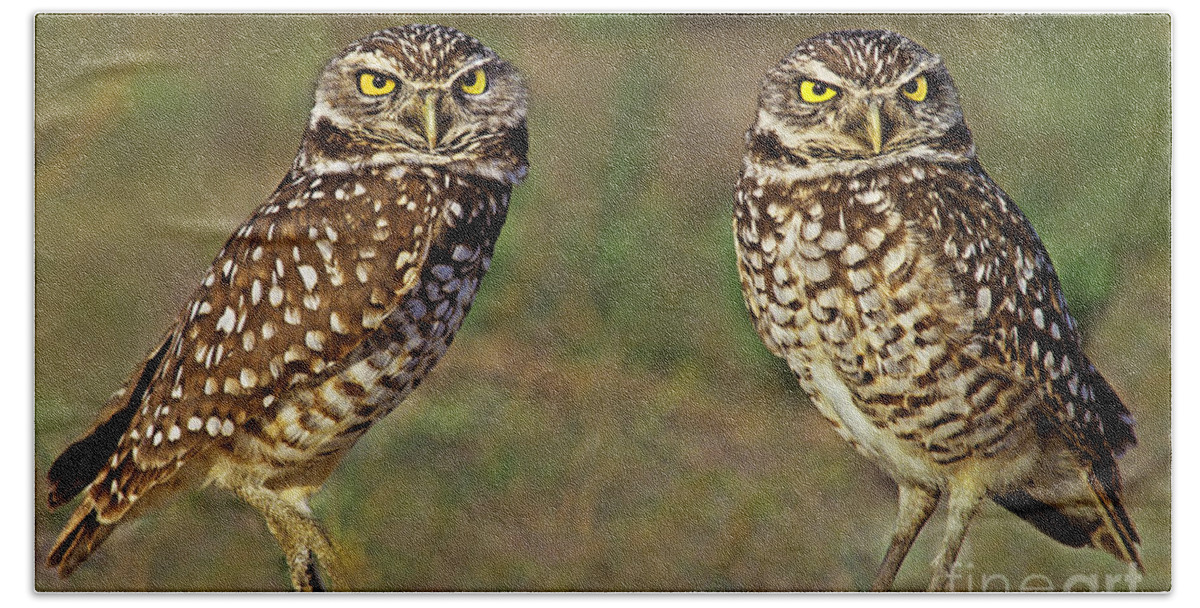Dave Welling Beach Towel featuring the photograph 563977016 Burrowing Owls Athene Cunicularia Wild Florida by Dave Welling